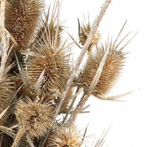 Floristik24 Torkade blommor Thistle White tvättad 60cm 100g