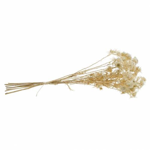 Artikel Torkad blomtistelgren Blekt 80g
