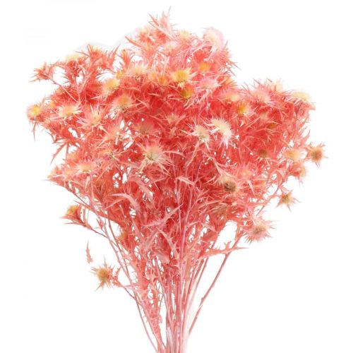 Torkad tistel deco gren Dusty rosa torkade blommor 100g