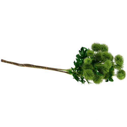 Floristik24 Tistelsilkeblomma grön 56cm 3st