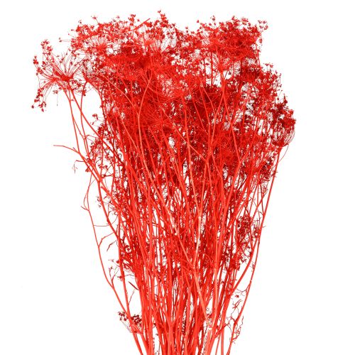 Umbellifera Torkade Blommor Röda 70cm 150g