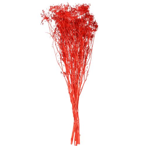 Artikel Umbellifera Torkade Blommor Röda 70cm 150g