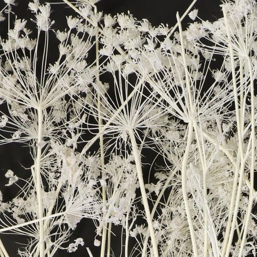 Artikel Umbellifera torkade blommor vita 70-80 cm 150 g
