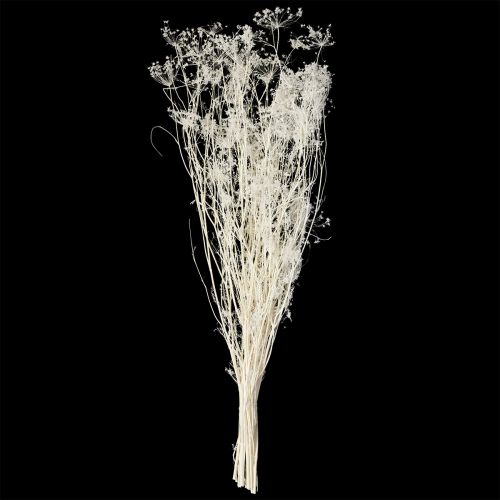 Artikel Umbellifera torkade blommor vita 70-80 cm 150 g