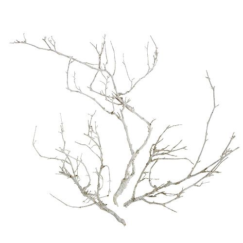 Floristik24 Dry Tree White tvättad 500g