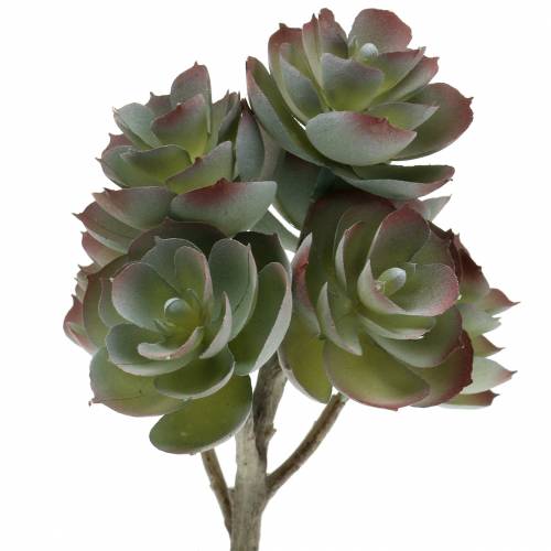 Floristik24 Succulent Echeveria Mörkgrön 21 cm 3st