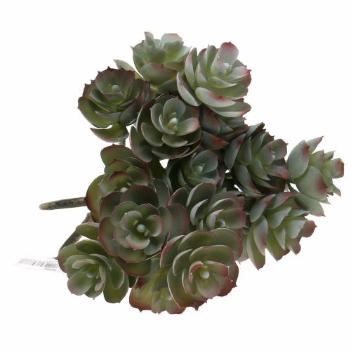 Floristik24 Succulent Echeveria Mörkgrön 21 cm 3st