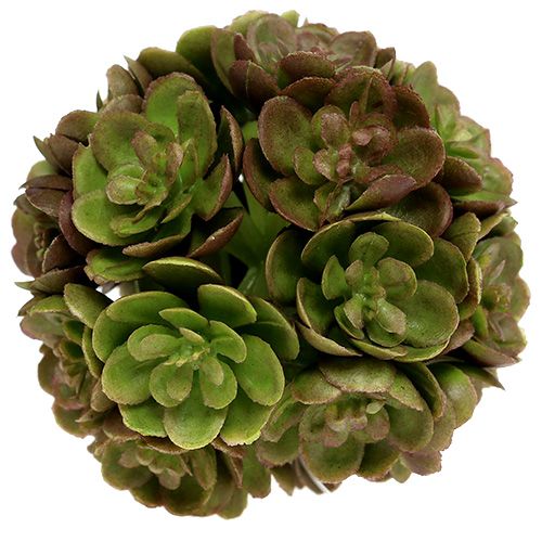 Floristik24 Echeveria boll 5cm grön 4st