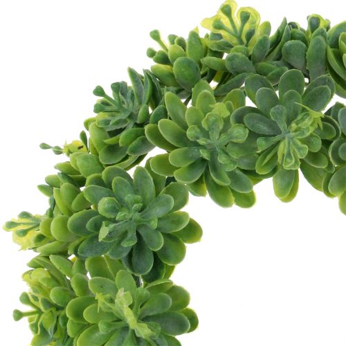 Floristik24 Echeveria krans grön Ø18cm 4st