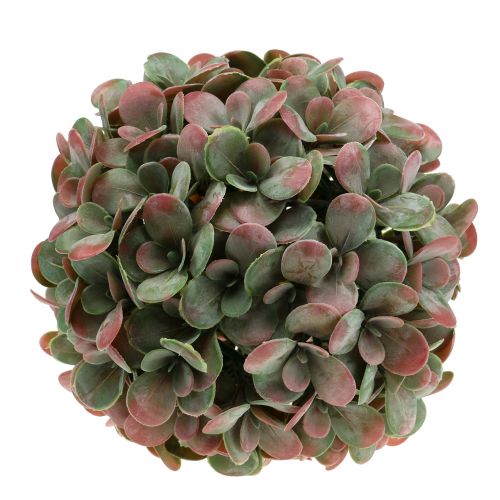 Floristik24 Echeveria boll konstgrön, röd Ø22cm