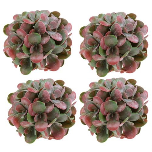 Floristik24 Echeveria bollar gröna, röda Ø14cm 4st