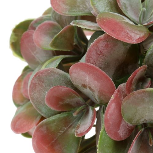 Floristik24 Echeveria bollar gröna, röda Ø14cm 4st