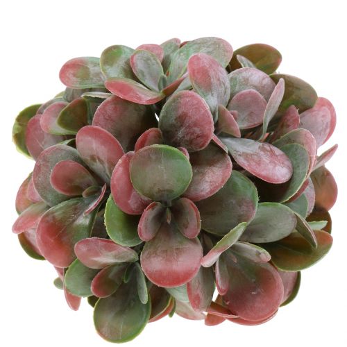 Floristik24 Echeveria bollar gröna, röda Ø14cm 4st