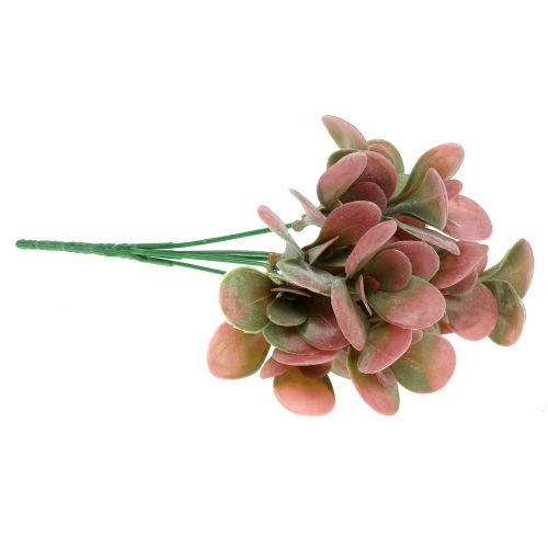 Floristik24 Echeveria gren grön, plommon 24cm 6st