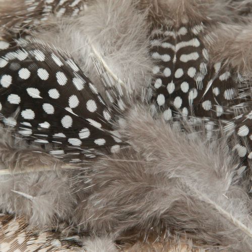 Floristik24 Äkta pärlhönsfjädrar dekorativa fjädrar naturliga 4-12cm 100 stycken