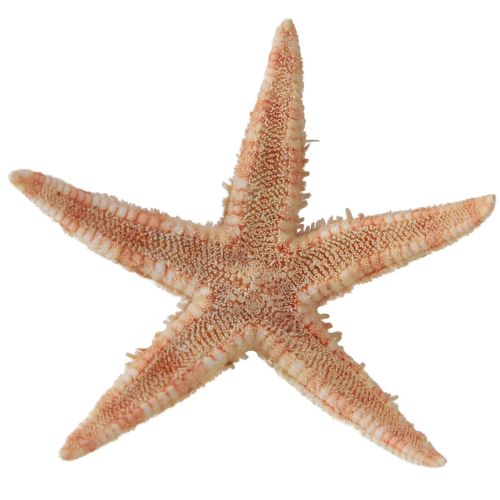 Artikel Äkta ung sjöstjärna maritim bordsdekoration 3,5-5cm 100 st