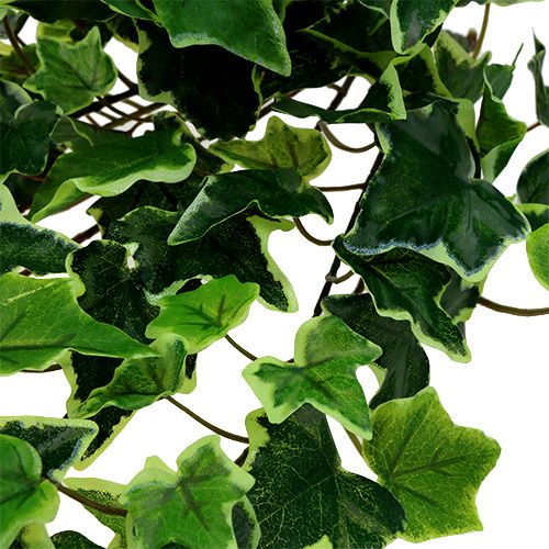 Floristik24 Murgrönahängare vitgrön 70cm