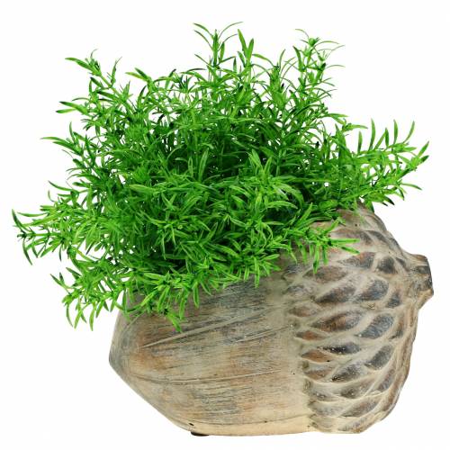 Floristik24 Planteringsbetong ekollon 21,5cm × 14cm H9,5cm