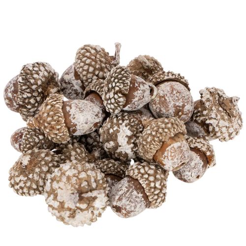 Ekollon, naturprodukt för dekoration, vitkalkade, 1-3 cm, 300 g köpa | Floristik24.se