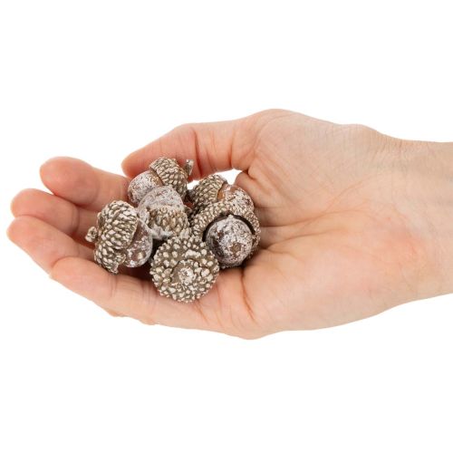 Ekollon, naturprodukt för dekoration, vitkalkade, 1-3 cm, 300 g | Floristik24.se