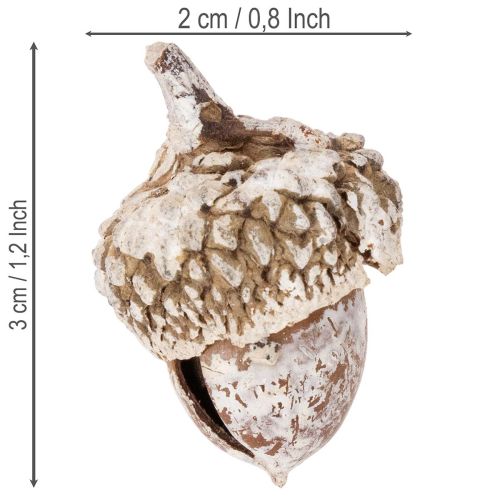 Ekollon, naturprodukt för dekoration, vitkalkade, 1-3 cm, 300 g | Floristik24.se