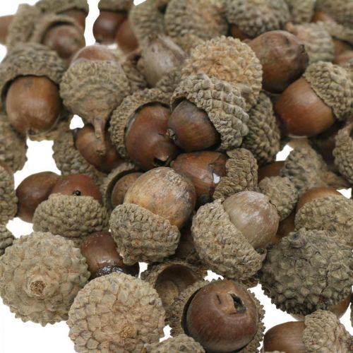 Artikel Ekollon för att dekorera, höstpynt, höstens frukter såklart Ø1,5 - 2,5cm L1,5 - 3cm 300g