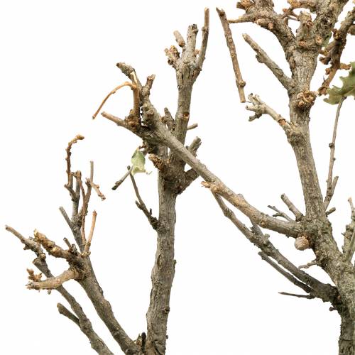 Floristik24 Dekorativ ekbonsai naturlig