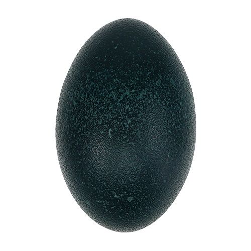 Floristik24 Emu ägg naturligt 12cm - 14cm 1p