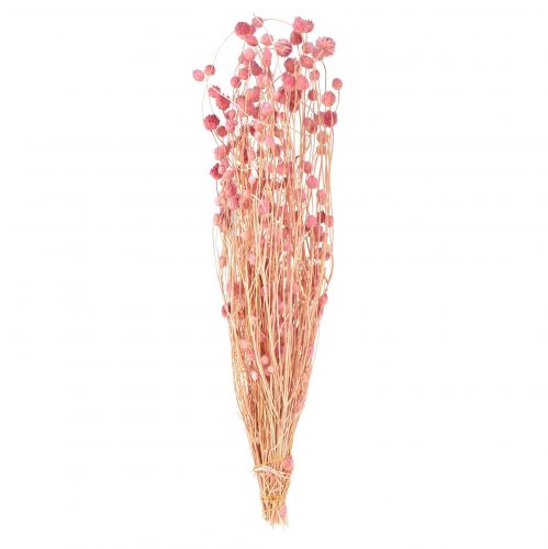 Jordgubbstistel dekoration gammalrosa torkade blommor rosa 50cm 100g