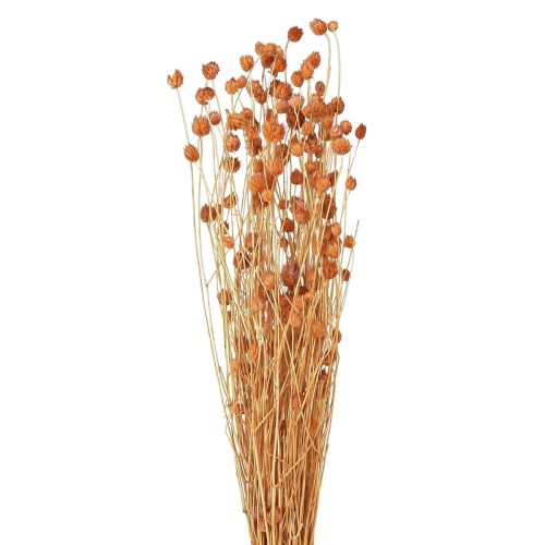 Jordgubbstistel torkade blommor tistel dekoration terrakotta 68cm 100g