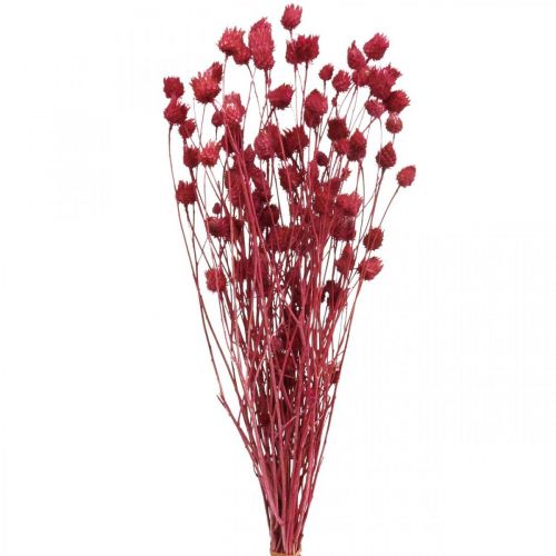 Torkade blommor Röd Torrtistel Jordgubbstistelfärgad 100g