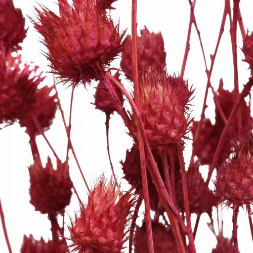 Artikel Torkade blommor Röd Torrtistel Jordgubbstistelfärgad 100g