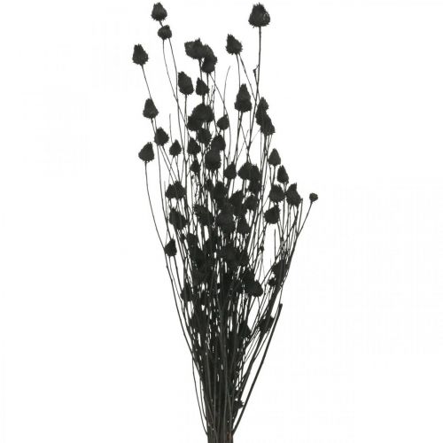 Torkade blommor Svart Torrtistel Jordgubbstistel 100g