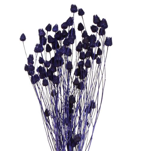 Floristik24 Jordgubbstistel Torrtisteltistel Dekoration Violett 44-58cm 100g