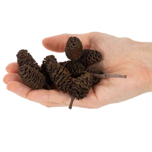 Naturliga alkottar, lösa, för dekoration, 3 cm, 300 g, naturbrun. | Floristik24.se