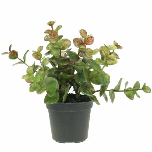 Floristik24 Eukalyptus i en kruka H15cm