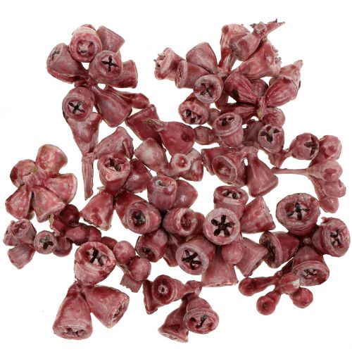 Floristik24 Eukalyptusfrukter växte röda 250 g