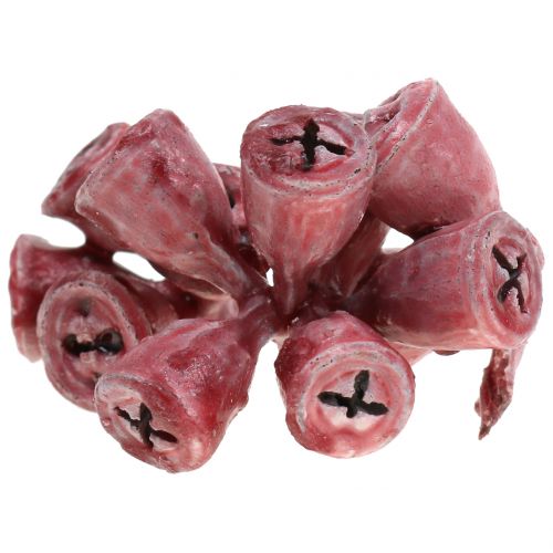 Floristik24 Eukalyptusfrukter växte röda 250 g