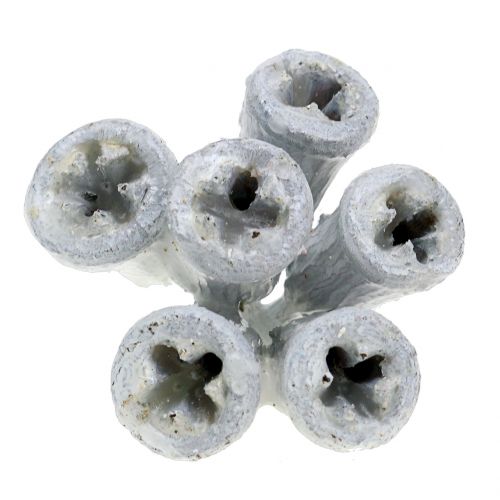 Floristik24 Eucalyptusfrukter växte vit 250 g