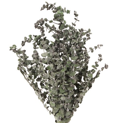 Floristik24 Eucalyptus Konserverade Grenar Blad Rund Grön 150g