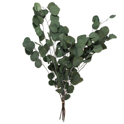 Floristik24 Eukalyptusgrenar gröna dekorativa grenar konserverade 70-80cm 110g