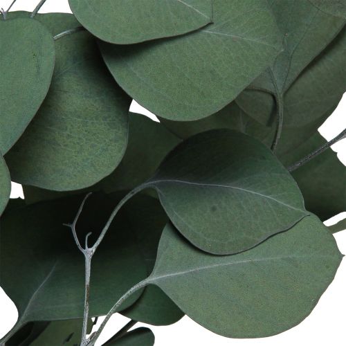 Floristik24 Eukalyptusgrenar gröna dekorativa grenar konserverade 70-80cm 110g