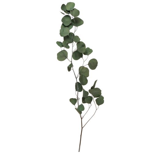 Floristik24 Eukalyptusgrenar gröna dekorativa grenar konserverade 70-80cm 110g