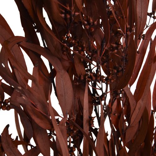 Artikel Eucalyptus Konserverade Eucalyptus Grenar Röd, Brun 56cm 135g