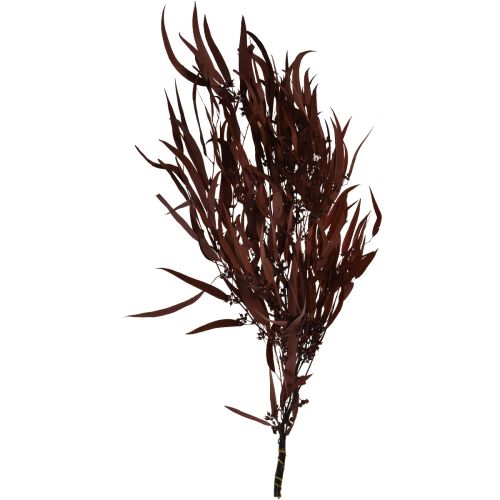 Artikel Eucalyptus Konserverade Eucalyptus Grenar Röd, Brun 56cm 135g