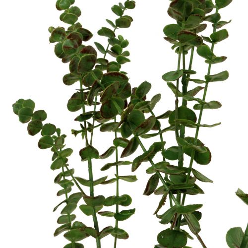 Artikel Eukalyptusgren grön 130cm
