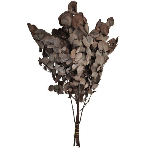 Artikel Eucalyptus Grenar Eucalyptus Konserverad Röd L49cm 120g