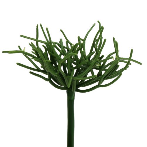 Floristik24 Euphorbia plocka grön 19cm 4st