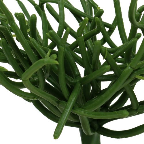 Floristik24 Euphorbia plocka grön 19cm 4st
