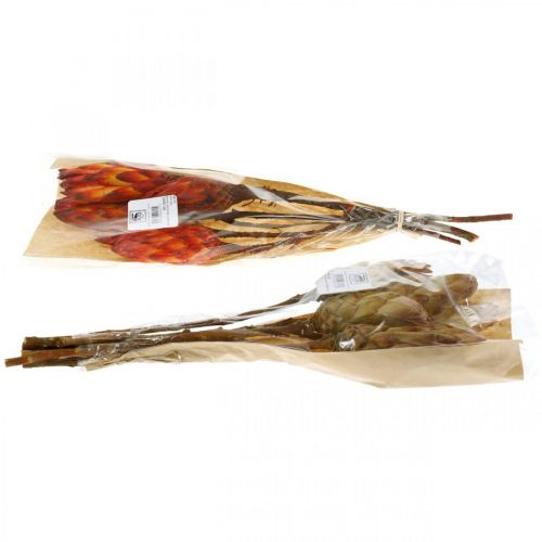 Floristik24 Protea Mix, Torkade Blommor Respens Natur/Röd 13 st